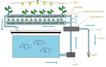 Aquaponics – How Integrated Fish and Plant husbandry can